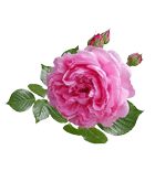 نهال گل محمدی