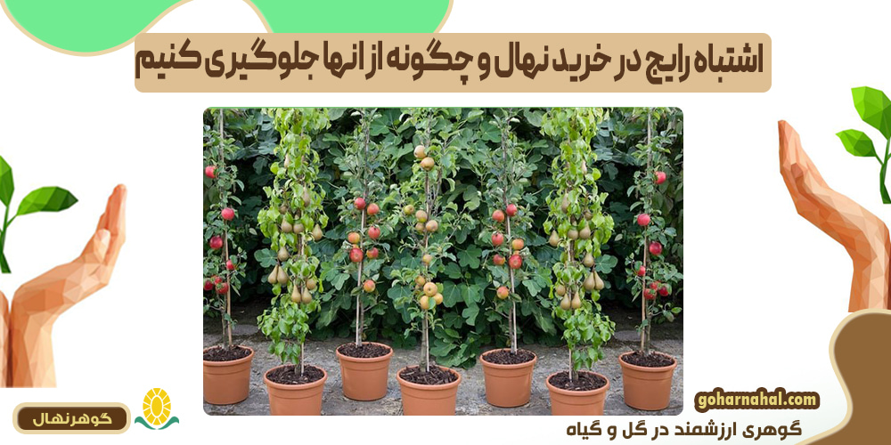 اشتباه رایج در خرید نهال و چگونه از انها جلوگیری کنیم
