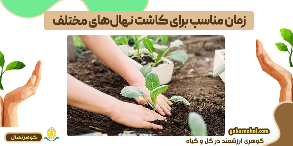 زمان مناسب برای کاشت نهال های مختلف