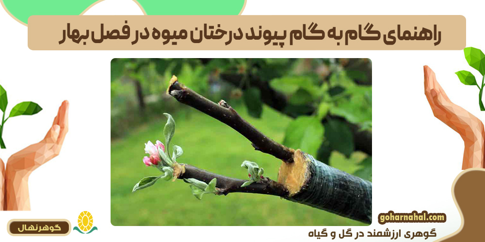 راهنمای گام به گام پیوند درختان میوه در فصل بهار