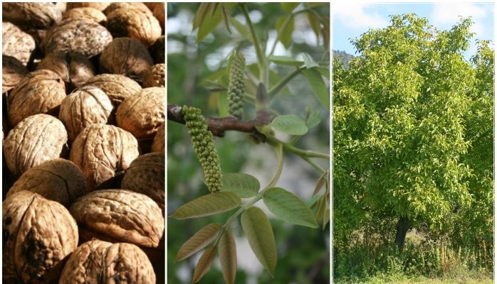 تفاوت نهال گردو بذری و پیوندی