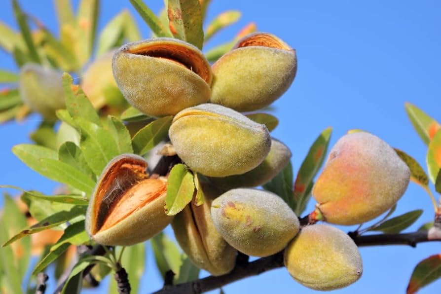 نهال بادام مناسب مناطق گرمسیری ایران