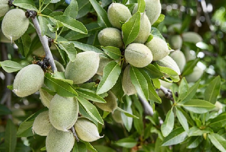 نهال بادام اسکندر