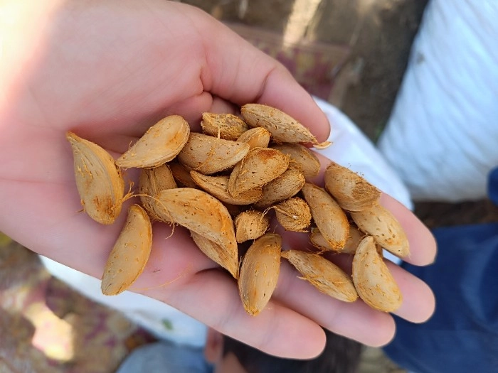 نهال بادام شمشیری