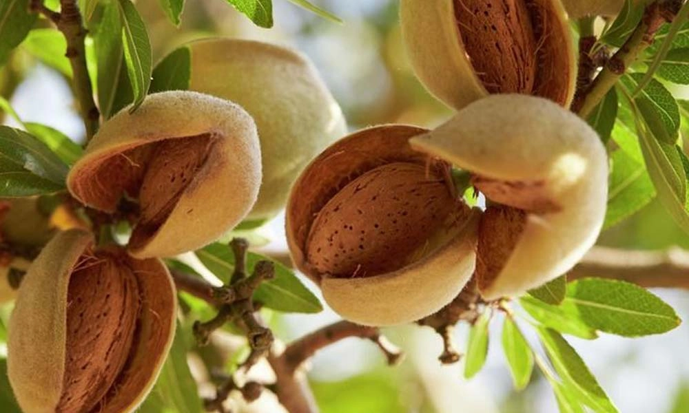 نهال بادام سفید سنگی