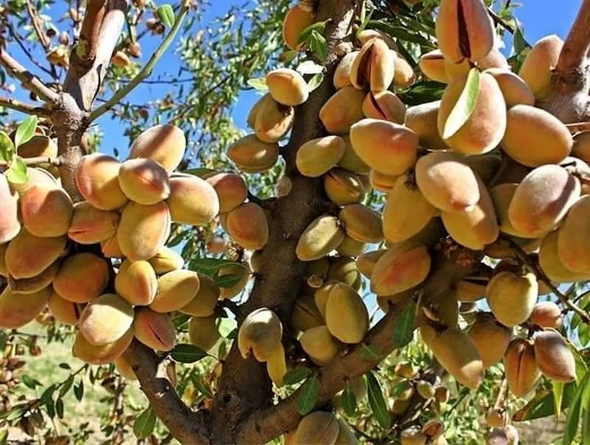 نهال بادام شاهرودی 21
