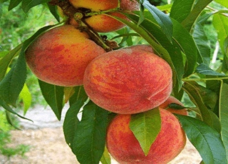 نهال هلو کاظمی