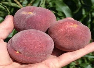 نهال هلو مخملی