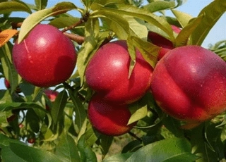نهال شلیل ردگلد