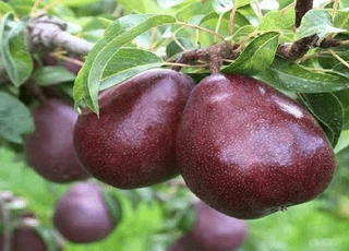 نهال گلابی شاه میوه