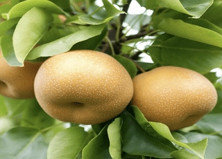 نهال گلابی پرتقالی