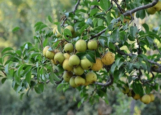 نهال گلابی جنگلی