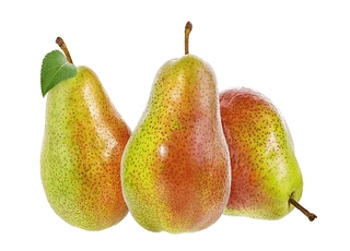 نهال گلابی سانتا ماریا