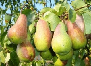 نهال گلابی مشو