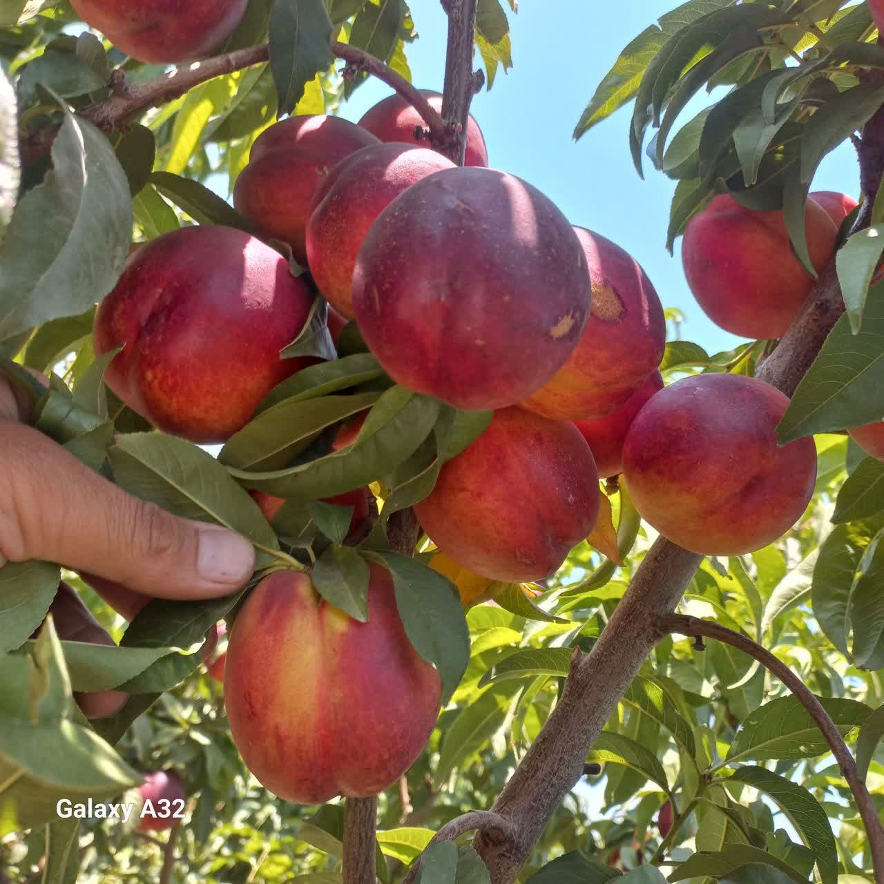 نهال شلیل شبرنگ
